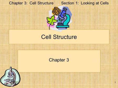 Chapter 3: Cell StructureSection 1: Looking at Cells 1 Cell Structure Chapter 3.