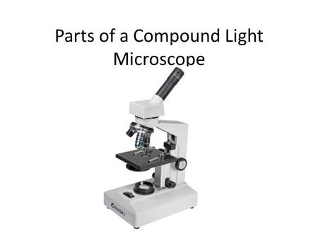 Parts of a Compound Light Microscope