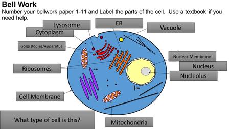 Bell Work Number your bellwork paper 1-11 and Label the parts of the cell. Use a textbook if you need help. ER Lysosome 11 10 Vacuole 1 Cytoplasm 9 Golgi.
