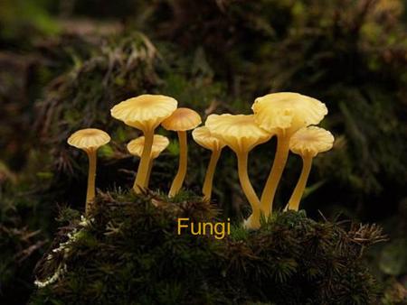 Fungi. Characteristics of Fungi Mycology- study of fungi Eukaryotic Heterotrophic decomposers Multicellular except yeast (unicellular) Lack true roots,