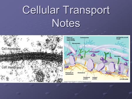 Cellular Transport Notes. The Purpose of the Plasma Membrane is to Maintain Balance called “HOMEOSTASIS” or “To Reach Dynamic Equilibrium”” Is traffic.