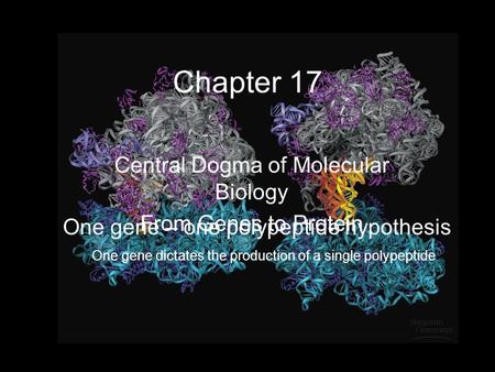 Chapter 17 Central Dogma of Molecular Biology From Genes to Protein One gene – one polypeptide hypothesis One gene dictates the production of a single.