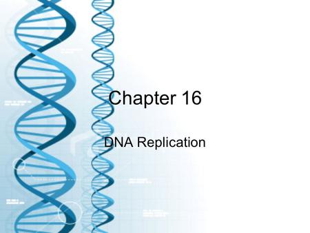 Chapter 16 DNA Replication. Base Pairing A forms 2 H bonds with T G forms 3 H bonds with G In RNA, A forms 2 H bonds with U Complimentary strands Anti-parallel.