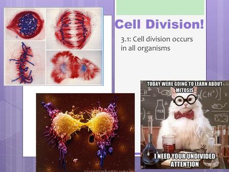 Cell Division! 3.1: Cell division occurs in all organisms.