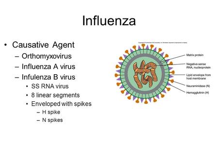Influenza Causative Agent Orthomyxovirus Influenza A virus