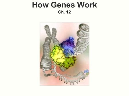 How Genes Work Ch. 12.