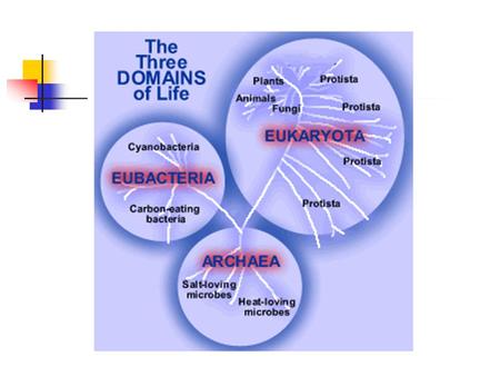 The Origin of Eukaryotes 1. Internal membranes evolved from inward folds of the plasma membrane. 2. Endosymbiosis – chloroplasts and mitochondria evolved.