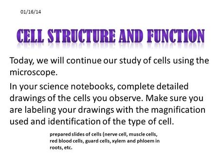 Today, we will continue our study of cells using the microscope. In your science notebooks, complete detailed drawings of the cells you observe. Make sure.