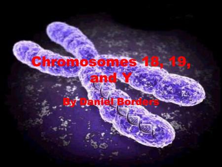 Chromosomes 18, 19, and Y By Daniel Borders. Chromosome Diagrams Chromosome 18Chromosome 19 Y Chromosome.