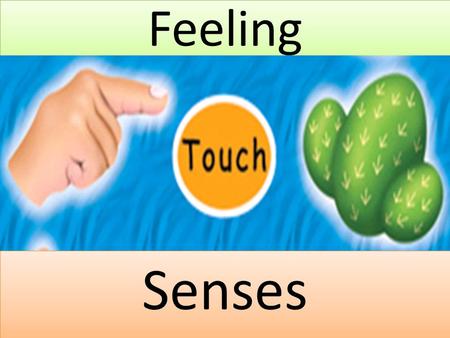 Feeling Senses. This Power point will tell you about what your feeling senses are.