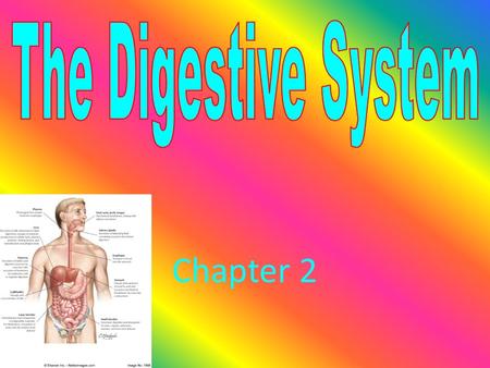 Chapter 2 2.1 Digestive Process Begins The Digestive Process Begins A.Functions Of the Digestive System 1. Three Main Functions a. Breaks down food.