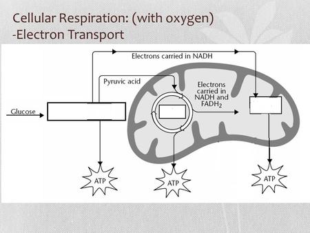 Cellular Respiration: (with oxygen) -Electron Transport