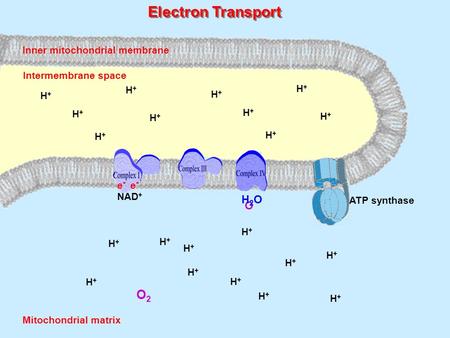 NADH NAD + H+H+ H+H+ H+H+ H+H+ H+H+ H+H+ H+H+ H+H+ H+H+ H+H+ H+H+ H+H+ H+H+ H+H+ O2O2 O H2OH2O H+H+ H+H+ H+H+ H+H+ H+H+ H+H+ H+H+ Electron Transport ATP.