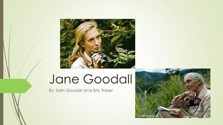 Jane Goodall By: Sam Goodall and Eric Fraser. Biography  APRIL 3 RD 1934 London, England  Always interested in the behaviour of animals  Graduated.