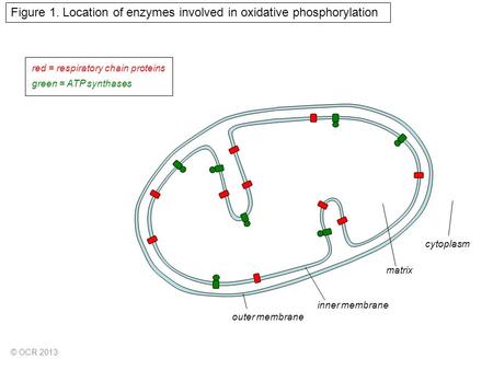 Outer membrane inner membrane matrix red = respiratory chain proteins green = ATP synthases Figure 1. Location of enzymes involved in oxidative phosphorylation.