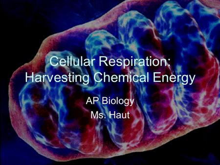 Cellular Respiration: Harvesting Chemical Energy AP Biology Ms. Haut.