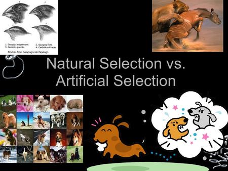 Natural Selection vs. Artificial Selection. Natural Selection The process in which the fittest organisms survive to produce offspring.