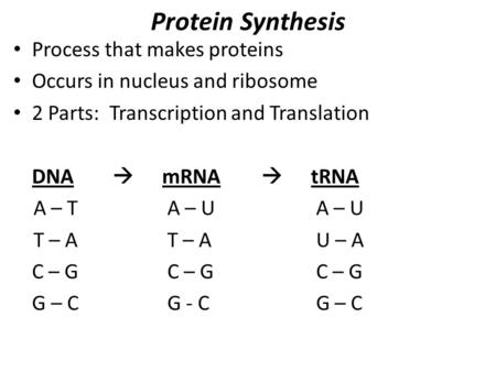 Protein Synthesis Process that makes proteins