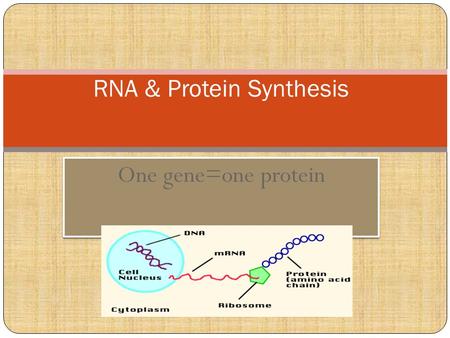 One gene=one protein RNA & Protein Synthesis. Genetic Code -Universal All living organisms have the same four nucleotides- A, C, T, & G Central Dogma: