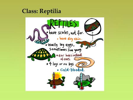 Class: Reptilia. { Amniotes Who are they? Reptiles Birds Mammals Keratin is a protein that binds to a lipid(fat) to form a water repellent layer that.