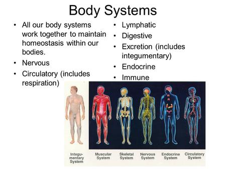 Body Systems All our body systems work together to maintain homeostasis within our bodies. Nervous Circulatory (includes respiration) Lymphatic Digestive.
