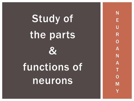 Study of the parts & functions of neurons. WHAT A NEURON LOOKS LIKE.