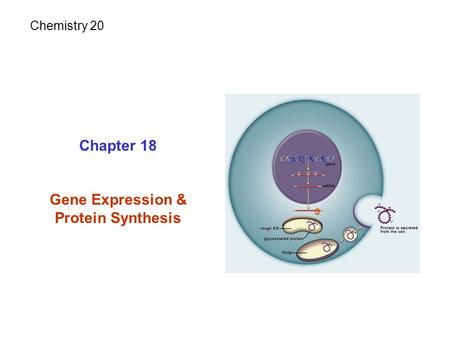Chapter 18 Gene Expression & Protein Synthesis Chemistry 20.
