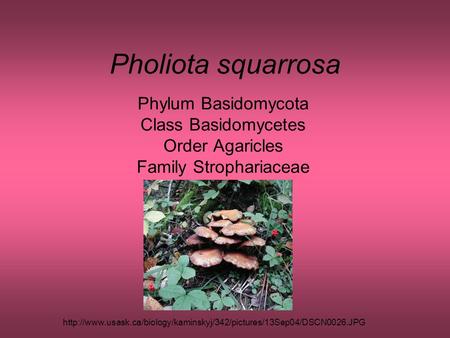 Pholiota squarrosa Phylum Basidomycota Class Basidomycetes Order Agaricles Family Strophariaceae