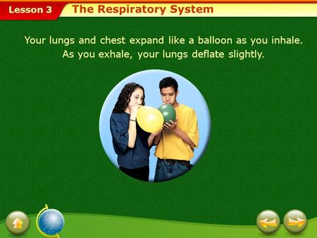 Lesson 3 The Respiratory System Your lungs and chest expand like a balloon as you inhale. As you exhale, your lungs deflate slightly.