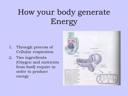 How your body generate Energy