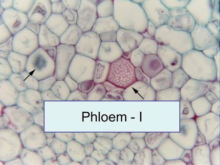 Phloem - I.