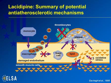 Monocyte damaged endothelium macrophage foam cell lipid thrombocytes plaque oxidative stress 1 2 3 smooth muscle cells 4 5 Gaviraghi et al., 1998 Lacidipine: