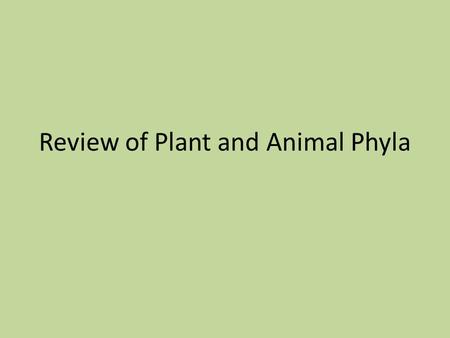 Review of Plant and Animal Phyla. Bryophyta Short stature plants such as mosses, liverworts, and hornworts Non-vascular because no xylem or phloem No.