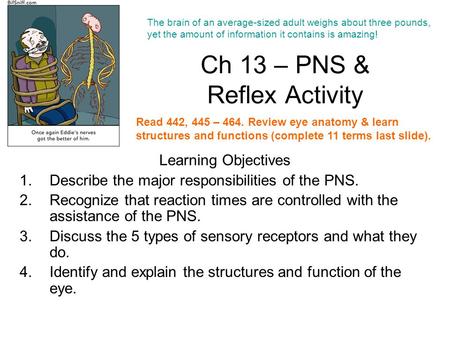 Ch 13 – PNS & Reflex Activity Learning Objectives 1.Describe the major responsibilities of the PNS. 2.Recognize that reaction times are controlled with.