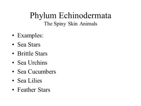 Phylum Echinodermata The Spiny Skin Animals