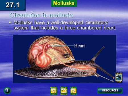 Section 27.1 Summary – pages 721-727  Mollusks have a well-developed circulatory system that includes a three-chambered heart. Circulation in mollusks.