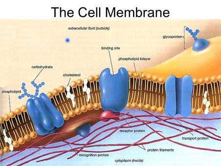 The Cell Membrane Cell Membrane Basics Function: Controls the passage of materials into and out of a cell Semi-Permeable: only some materials may enter/exit.