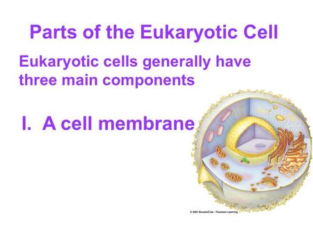Parts of the Eukaryotic Cell Eukaryotic cells generally have three main components I.A cell membrane.