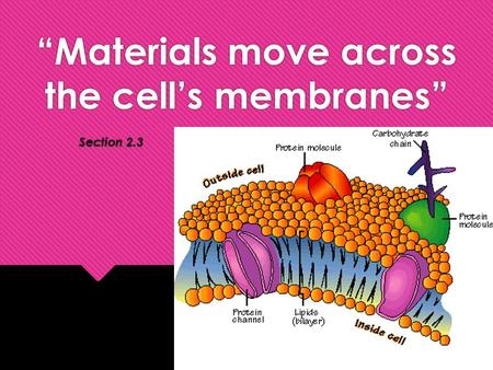 “Materials move across the cell’s membranes”