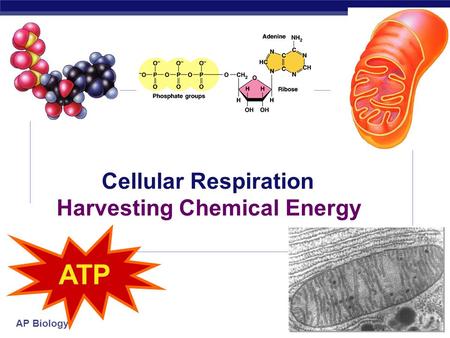 AP Biology 2007-2008 Cellular Respiration Harvesting Chemical Energy ATP.