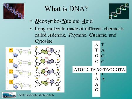 Salk Institute Mobile Lab What is DNA? Deoxyribo-Nucleic Acid Long molecule made of different chemicals called Adenine, Thymine, Guanine, and Cytosine.