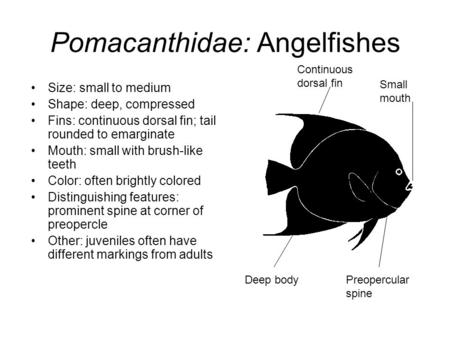 Pomacanthidae: Angelfishes