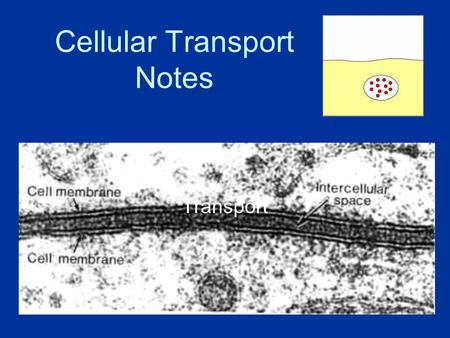 Cellular Transport Notes Transport. About Cell Membranes 1.All cells have a cell membrane 2.Functions: a.Controls what enters and exits the cell to maintain.