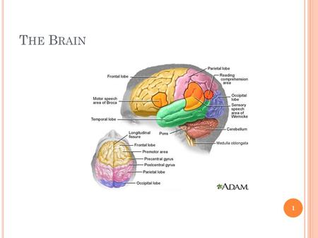 T HE B RAIN 1. P ARTS OF THE B RAIN brainstem cerebellum diencephalon cerebrum 2.