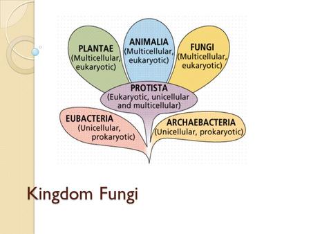 Kingdom Fungi. Plant Use photosynthesis Starch is the main storage molecule Most have roots Cellulose in the cell wall Some reproduce by seed Eukaryotic.
