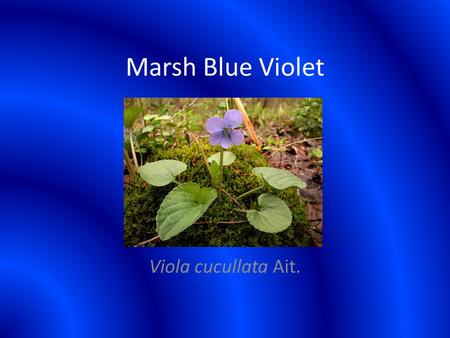 Marsh Blue Violet Viola cucullata Ait.. Classification Kingdom Plantae – Plants Subkingdom Tracheobionta – Vascular plants Superdivision Spermatophyta.