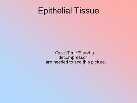 Epithelial Tissue.