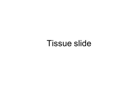 Tissue slide. Epithelial tissue Cell shape Arrangement of cell layers. Apical surface – epithelial surface to space / lumen Basal surface – epithelial.