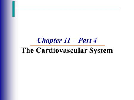 Chapter 11 – Part 4 The Cardiovascular System