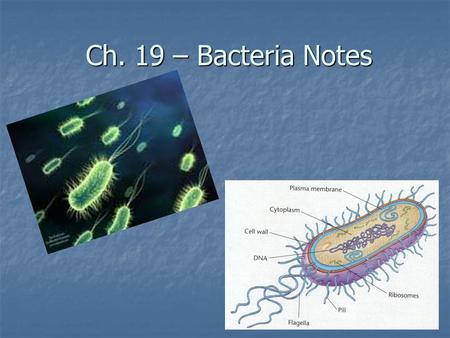 Ch. 19 – Bacteria Notes. Peptidoglycan Cell wall Cell membrane Ribosome Flagellum DNA Pili Section 19-1 The Structure of a Eubacterium.